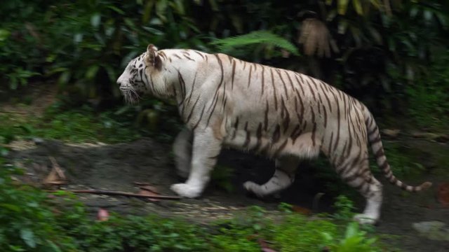 Gorgeous white tiger
