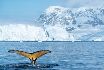 Humpback whale in Antarctica © VADIM BALAKIN