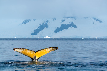 Fototapeta premium Humpback whale in Antarctica