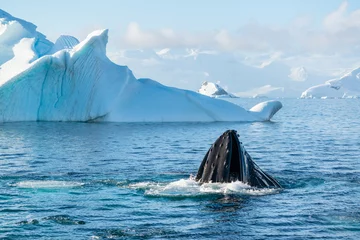 Crédence de cuisine en verre imprimé Antarctique Baleine à bosse en Antarctique