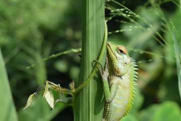 Green Lizard On Leaf