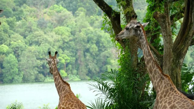 Giraffes in savannah
