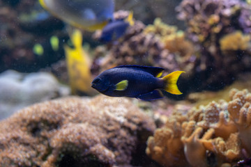 Fototapeta na wymiar Blue fish with yellow tail and fins