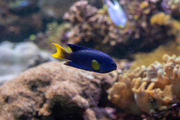 Fototapeta na wymiar Blue fish with yellow tail and fins