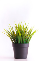 fresh green plant isolated on white background