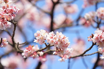 東京の桜