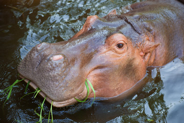 Head of a hippopotamus chewing grass, close-up. Chiang Mai 