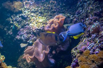 Blue fish in a coral reef