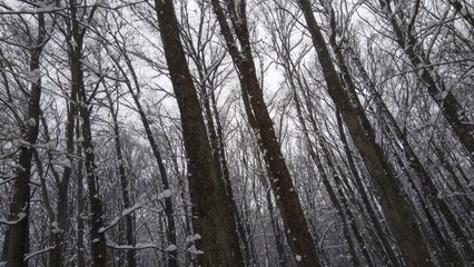 forest in winter