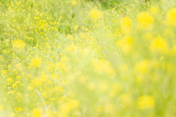 一面の菜の花　日本の春