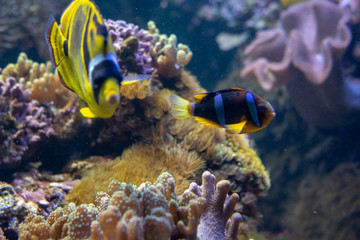 Naklejka na ściany i meble Orange clownfish swimming in a coral reef