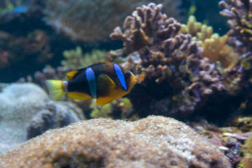 Orange clownfish swimming in a coral reef