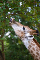 Giraffe stretches for young leaves