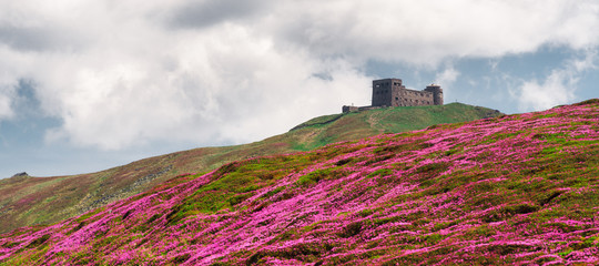 Magic pink rhododendron flowers on summer Carpathian mountains. Old Polish observatory on Pip Ivan...