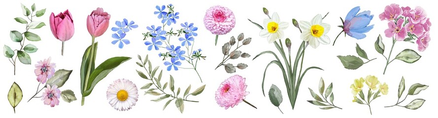 Spring flowers. Watercolor. Set: tulips, primroses, daffodils,forget-me-nots, daisies, leaves, flowers, buds.