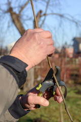 Gardening work in spring time. Garden secateur in man hands