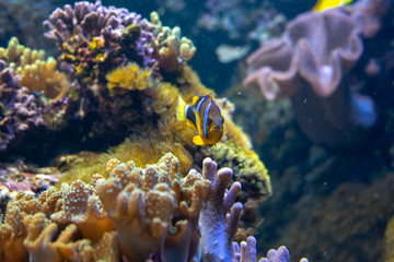 Fototapeta na wymiar Orange clownfish swimming in a coral reef
