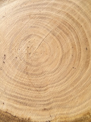 年輪・丸太