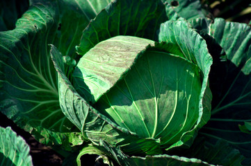 Fototapeta premium Big green cabbage