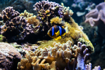 Naklejka na ściany i meble Orange clownfish swimming in a coral reef