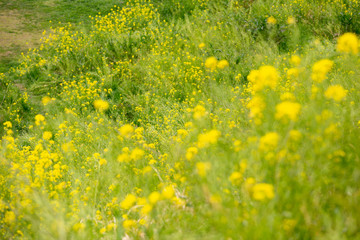 一面の菜の花　日本の春