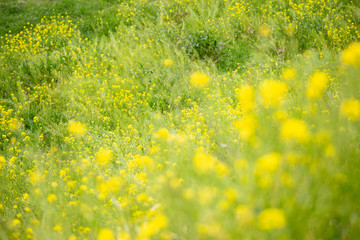一面の菜の花　日本の春