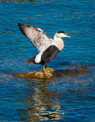Common eiders (Somateria mollissima), a large sea-duck found over the northern coasts of Europe and North America. It breeds in Arctic but winters farther south