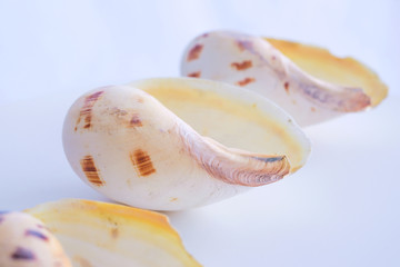 Sea shell isolated on a white background.Studio shot. Close up