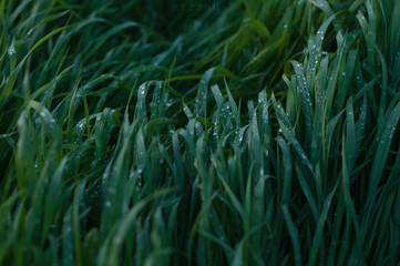 Many drops of water are on green grass after rain