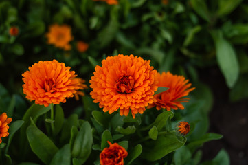 bright orange flower buds