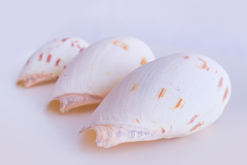 Sea shell isolated on a white background.Studio shot. Close up