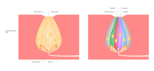 Taste bud / Taste map of the tongue with its four taste areas - bitter, sour, sweet and salty. Tonge anatomy . vector