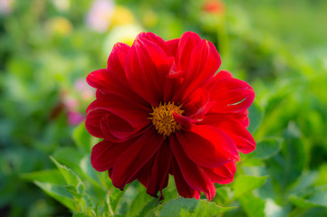 gorgeous red flower in macro