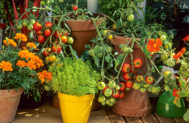 Tomates et basilic sur un balcon - obrazy, fototapety, plakaty