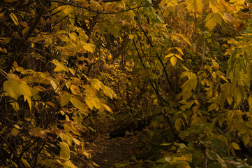 yellow leaves in the forest