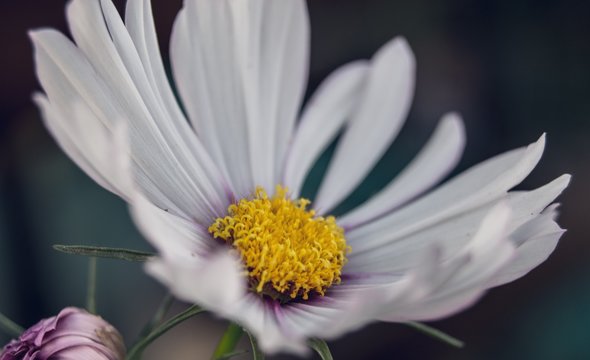 Charming daisy in macro photography