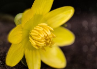 Obraz premium Yellow flower in macro