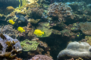 Naklejka na ściany i meble School of yellow fish in a coral reef