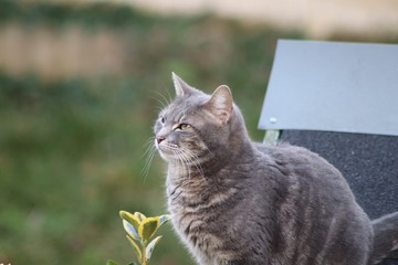 CHAT TIGRE MARRON ET GRIS SUR LE TOIT D'UN CHALET