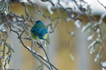 Blaumeise von hinten im Winter