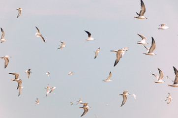 Group of birds flying, toned in vintage pale colors. Flock of white birds.