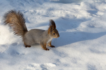 squirrel with a fluffy tail on the snow on a clear sunny day. animals in the winter park
