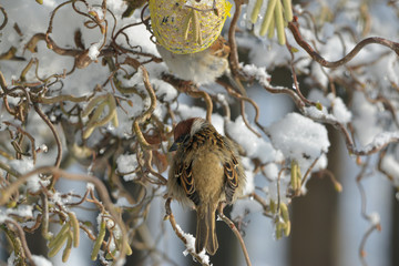 Spatz im Winter