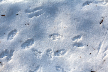 Traces of squirrels on white snow. Paw prints of animals in the winter forest
