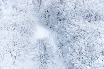Snow forest of Hakkoda mountain, Aomori, Japan
