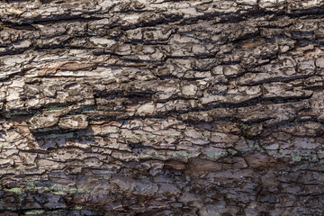 tree bark with winding lines. natural patterns