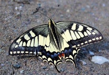 butterfly on a green leaf