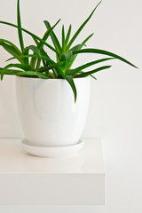 Green pot plant in white room as decoration. Aloe vera