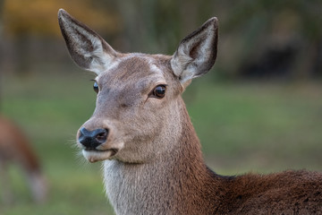 Portrait einer Rothirsch-Kuh (Cervus elaphus)