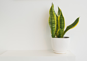 Green pot plant in white room as decoration, Sansevieria